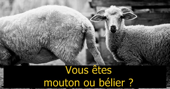 Mouton ou bélier